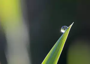Hyal Drop