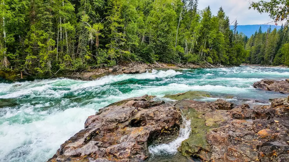 Gynimun Rapid