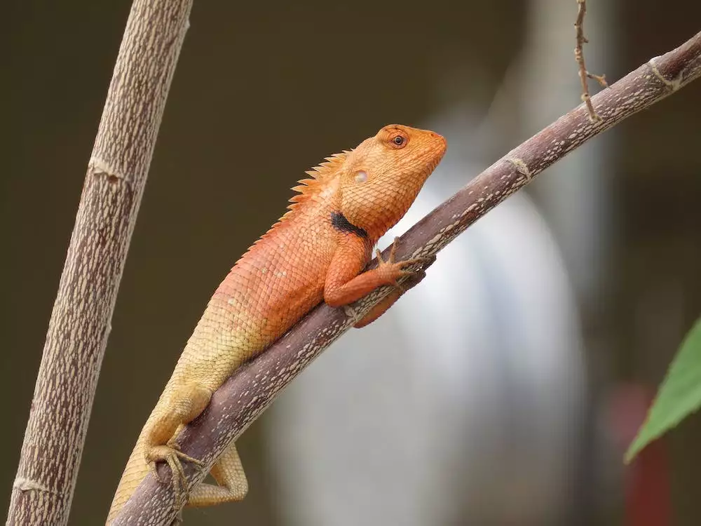 Pityriasis Versicolor