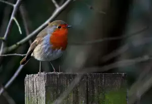 Kleštičky Na Řasy