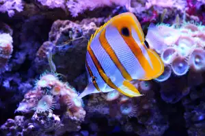 Pinzeta