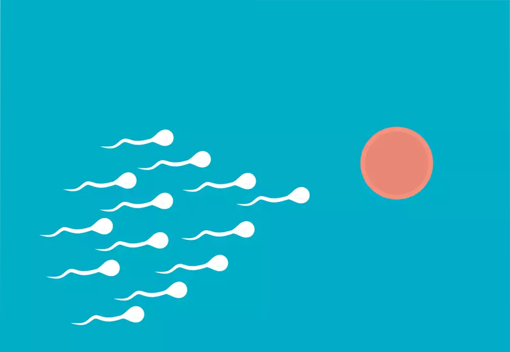Inseminace