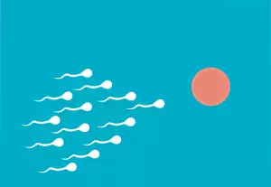 Inseminace