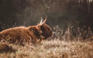 Jak Zklidnit Podrážděný Žaludek