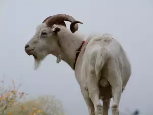 Varlata