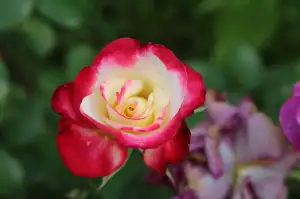 Odmítnutí Chemoterapie